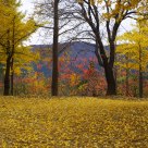 The Fall